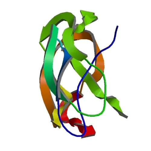 Папярэднік бета-амілоіду (анг. Amyloid precursor protein, APP) — трансмембранны бялок, фрагмент якога, бета-амілоід, — асноўны складнік амілоідных бляшак пры хваробе Альцгеймера. Фота Wikimedia Commons.