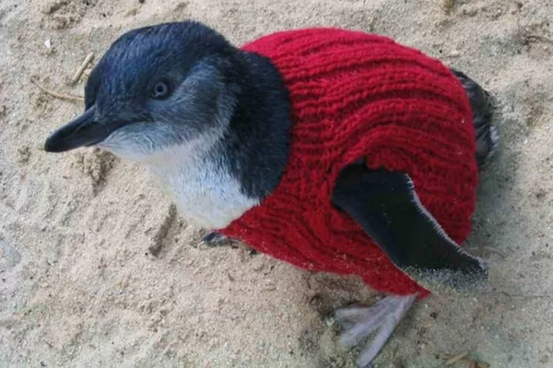 Пингвин в свитере Дейта. Фото: Mashable/AP