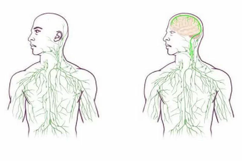 Слева: лимфатическая система, как ее изображают сегодня. Справа: как придется изображать в свете новых открытий. Иллюстрация: University of Virginia Health System