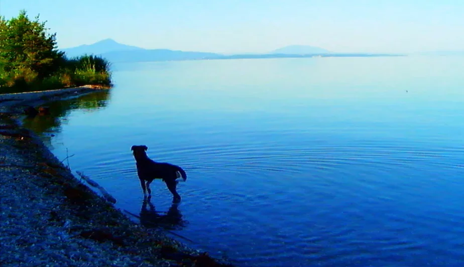 Кадр из фильма «Прощай, язык». Роль собаки выполнил пес режиссера по кличке Рокси.
