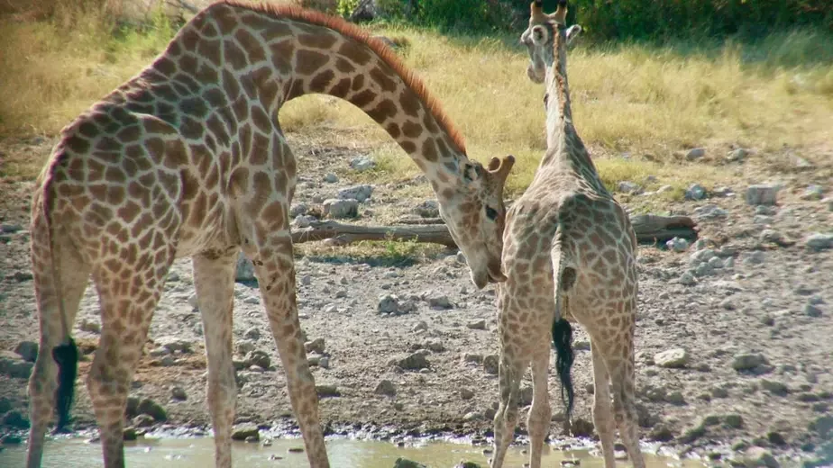 Самец жирафа начинает выпячивать губы, когда самка мочится / фото: Lynette Hart, UC Davis