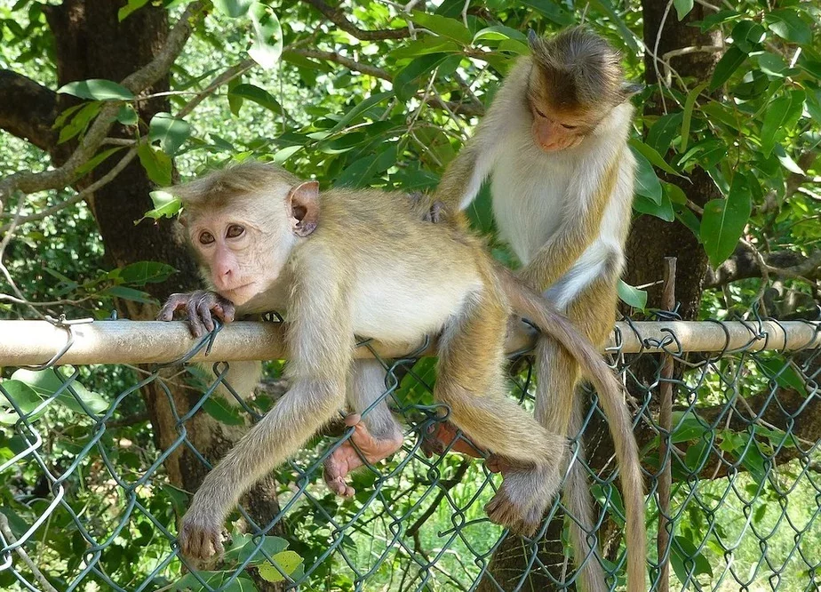 Cejłonskija makaki — samyja maleńkija siarod astatnich vidaŭ makak, i sustrakajucca jany tolki na Šry-Łancy. Fota: Wikimedia Commons