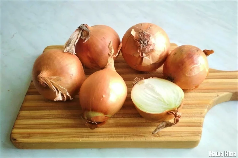Цыбуля Лук Onion