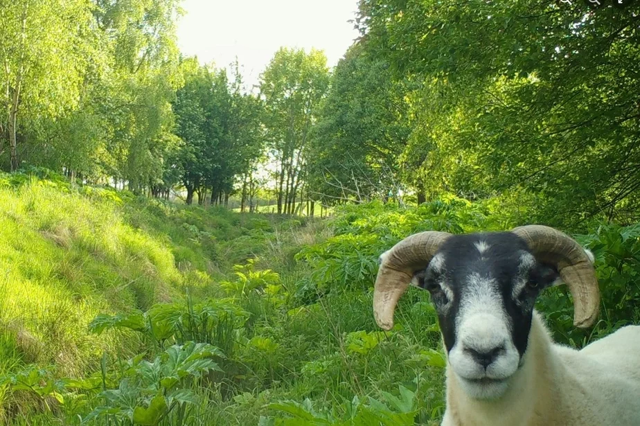 Aviečki na poli z barščeŭnikam Sheep in a field with hogweed Ovcy na pole s borŝievnikom