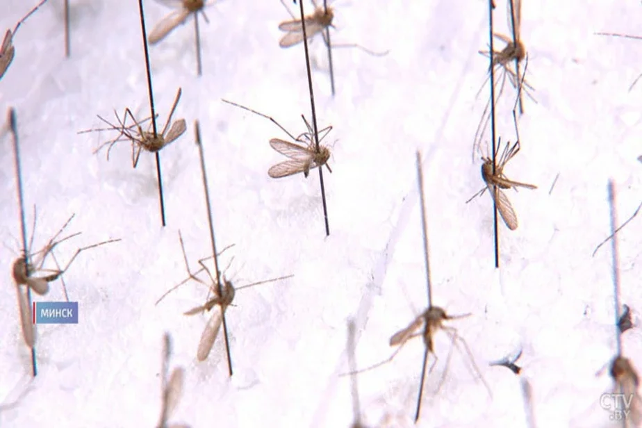 Новый вид комара