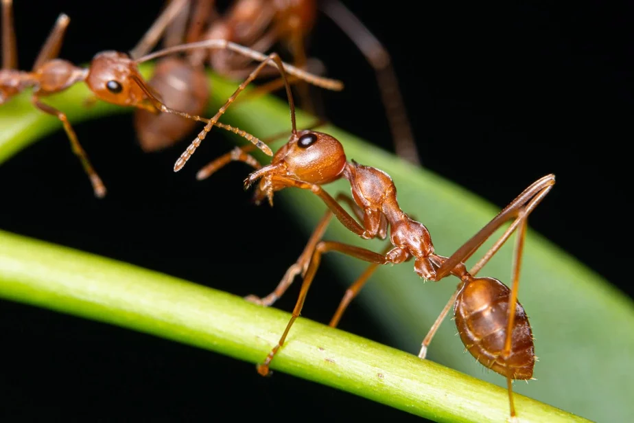 мурашкі ants муравьи